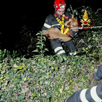 Prato, salvato un cane accidentalmente caduto in una scarpata | Corpo ...