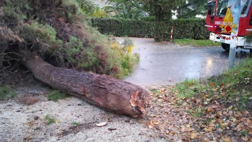 Ascoli Piceno, auto finisce contro albero che cade nel comune di San Benedetto del Tronto