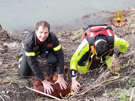 Genova, salvato un cane finito nel fiume Entella
