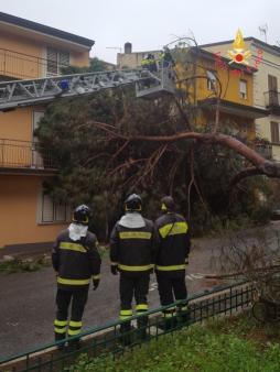 Catanzaro, cade alberto di alto fusto a Lamezia Terme