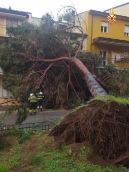 Catanzaro, cade alberto di alto fusto a Lamezia Terme