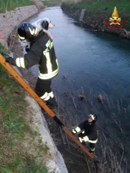 Pistoia, salvato un cane finito nelle acque del torrente Ombrone