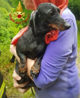 Lecco, salvataggio di un cane in località Bonacina