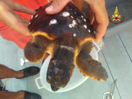 Ancona, i sommozzatori dei Vigili del Fuoco portano in salvo tartaruga marina