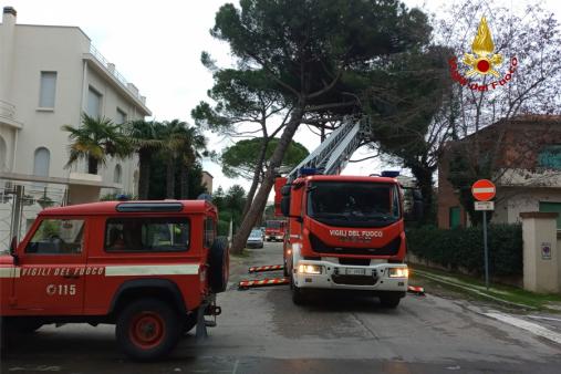 Senigallia, alberi pericolanti