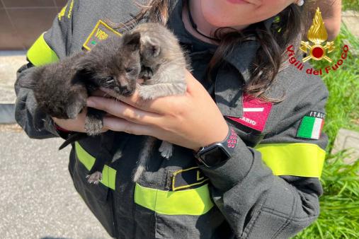 Lodi, i Vigili del fuoco salvano 4 gattini intrappolati in un tombino