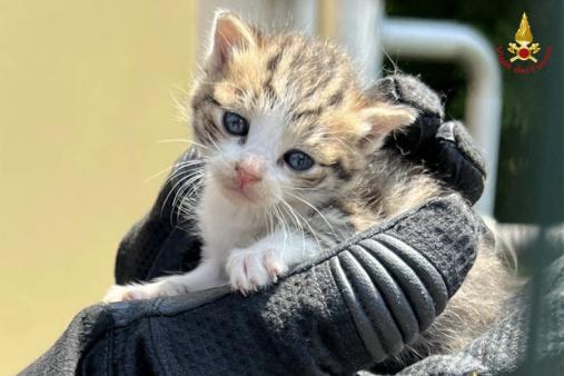 Lodi, i Vigili del fuoco salvano 4 gattini intrappolati in un tombino