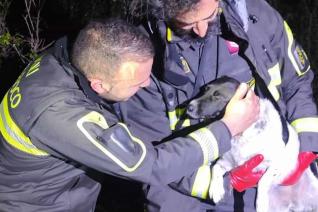 Vigili del fuoco salvano una cagnetta finita in un dirupo