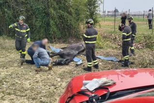 soccorso cavallo
