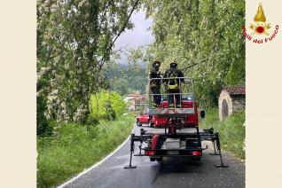 Rimozione ramo pericolante