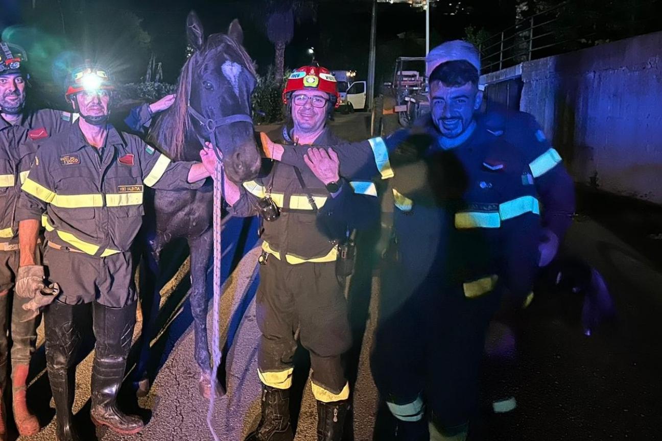 salvataggio cavallo