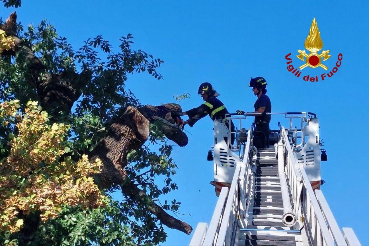 bertinoro albero 28-09-24