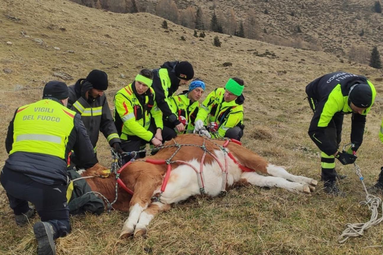 SOCCORSO BOVINI
