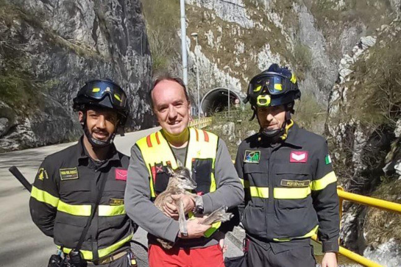 soccorso cucciolo di muflone