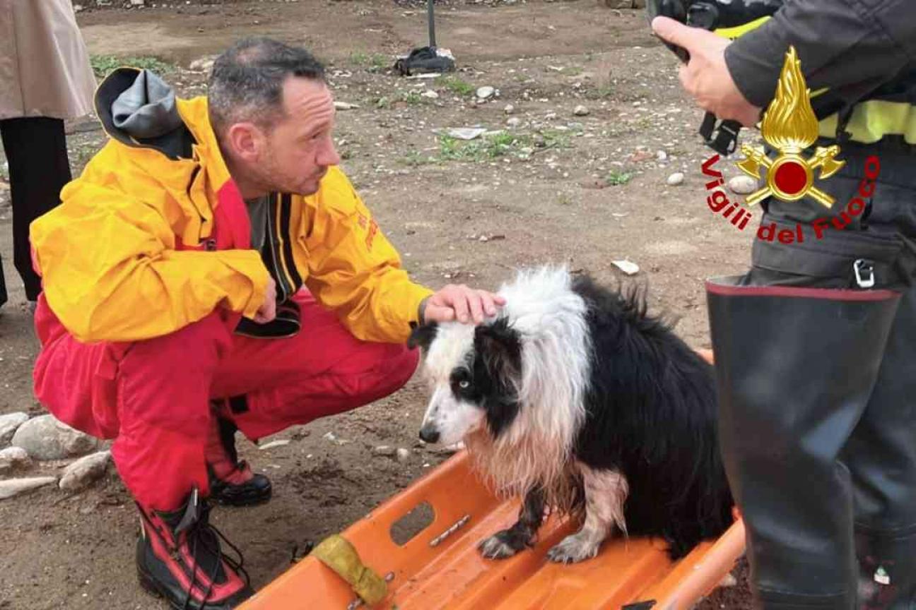 soccorso animale