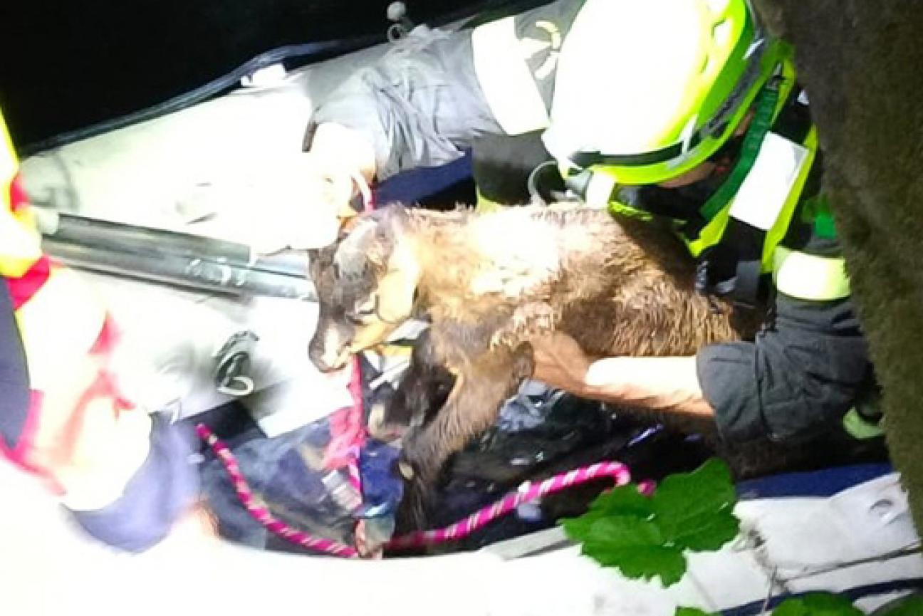 Salvataggio capretto