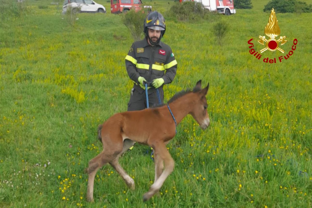 recupero puledro