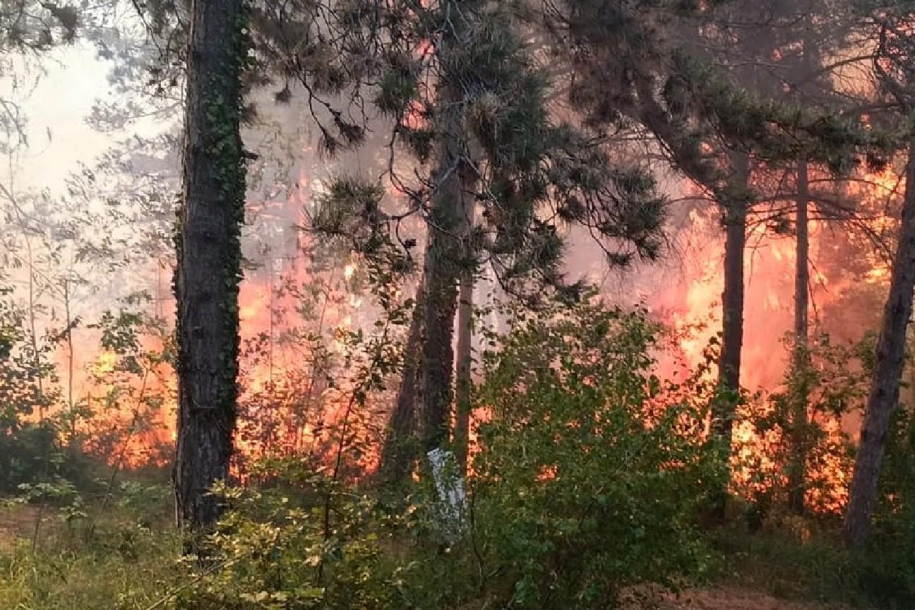 Incendio boschivo Monfalcone 