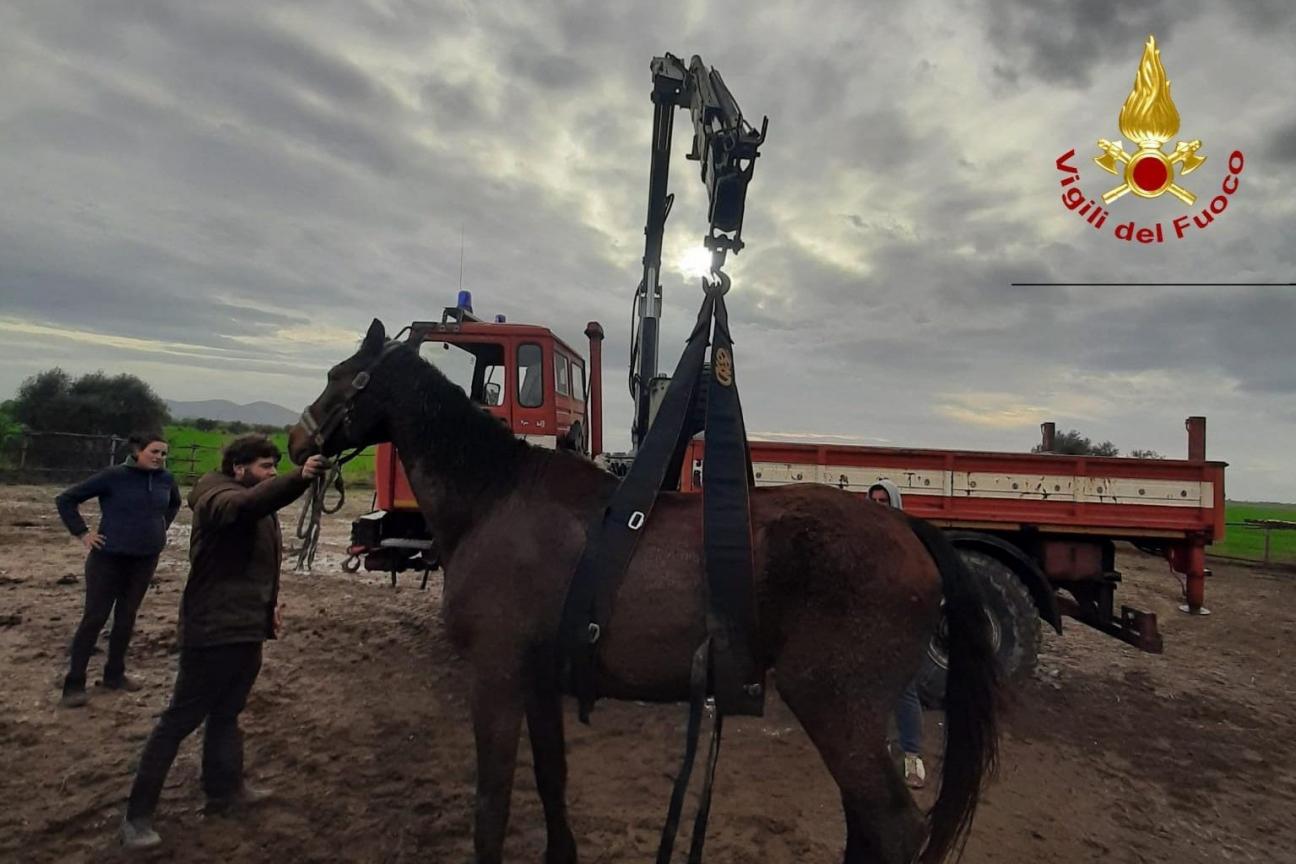 Salvataggio cavallo a terra