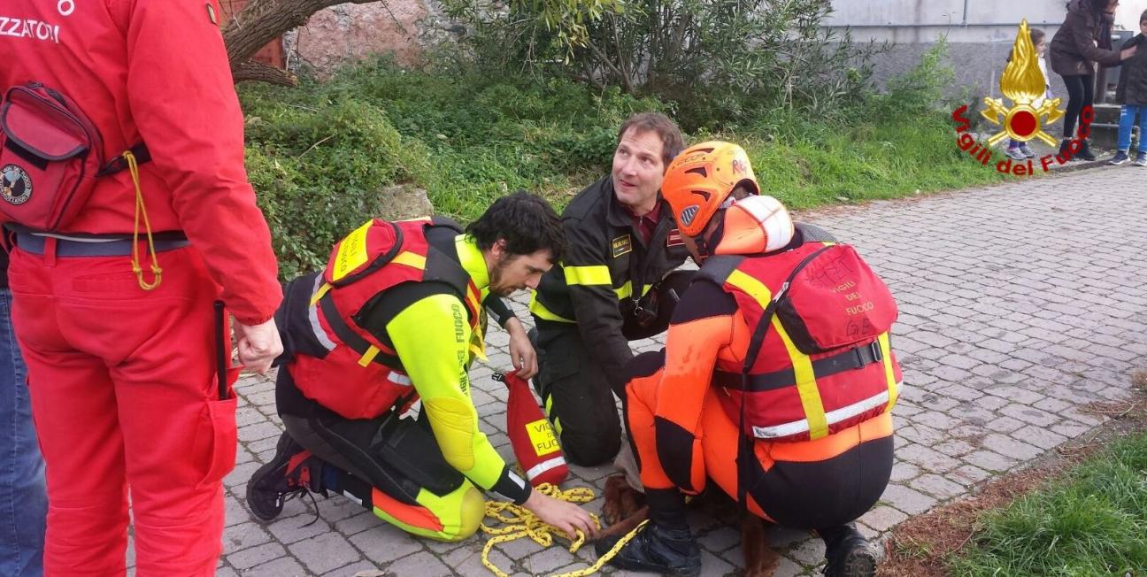 Genova, salvato un cane finito nel fiume Entella