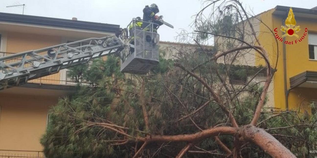 Catanzaro, cade alberto di alto fusto a Lamezia Terme