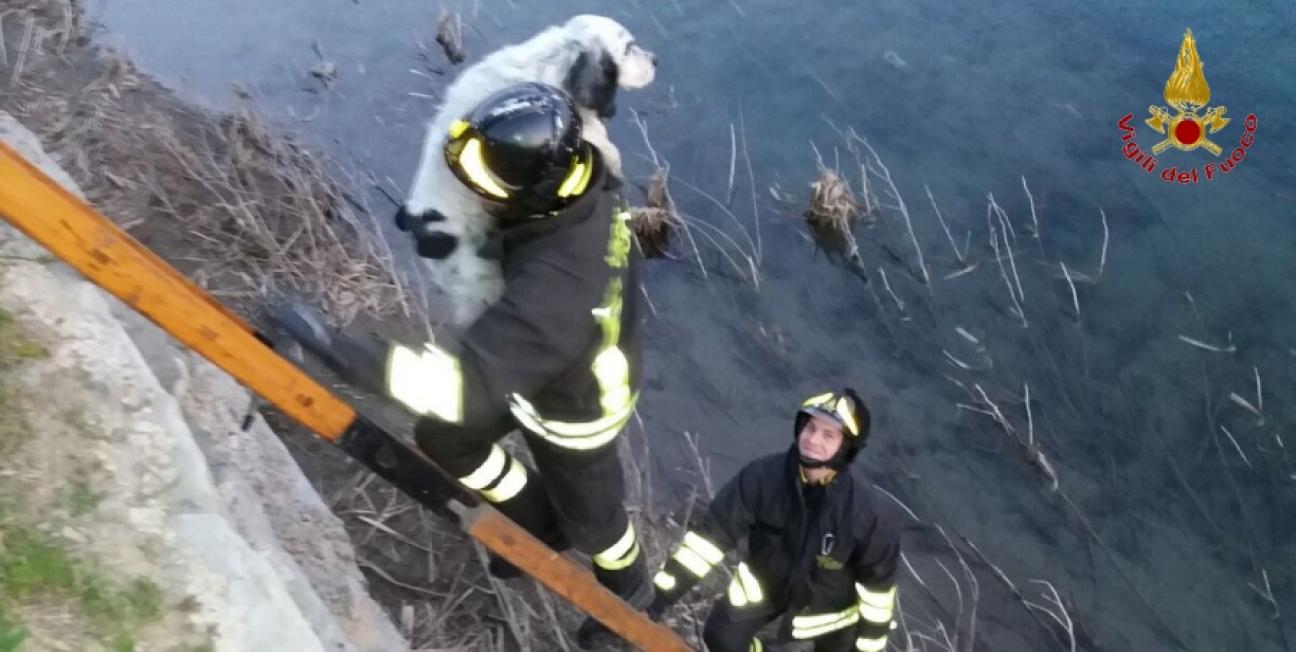 Pistoia, salvato un cane finito nelle acque del torrente Ombrone