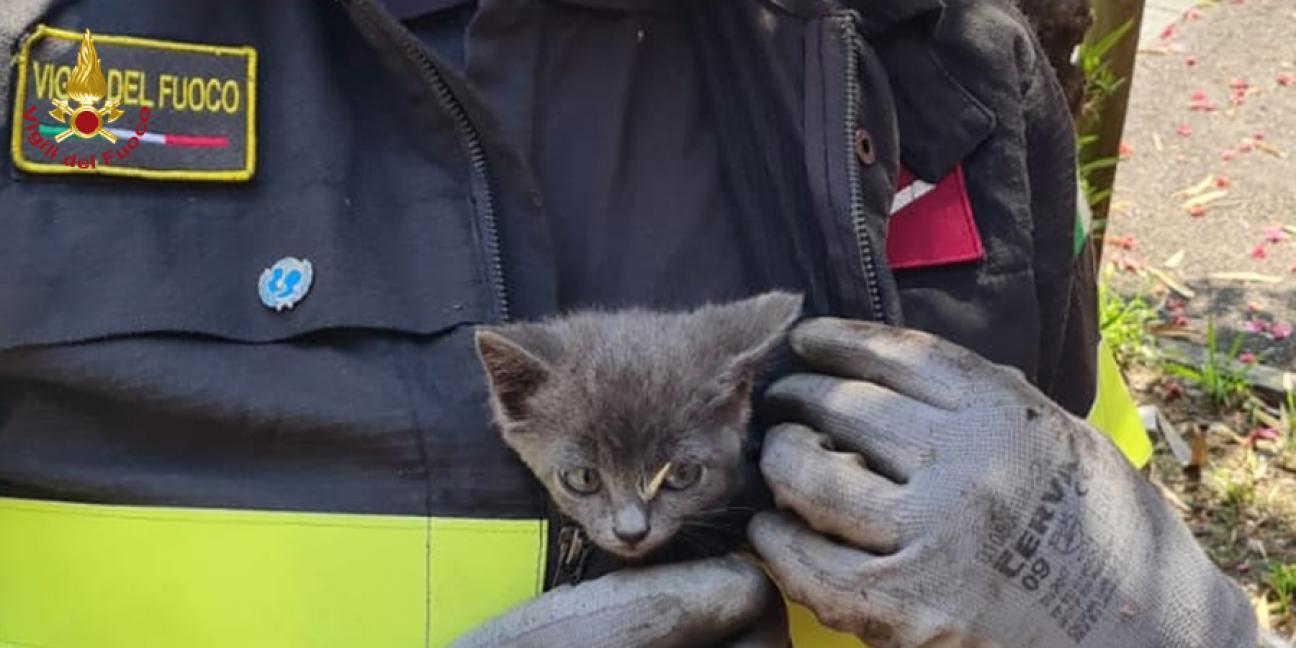 Gorizia, tratto in salvo gatto